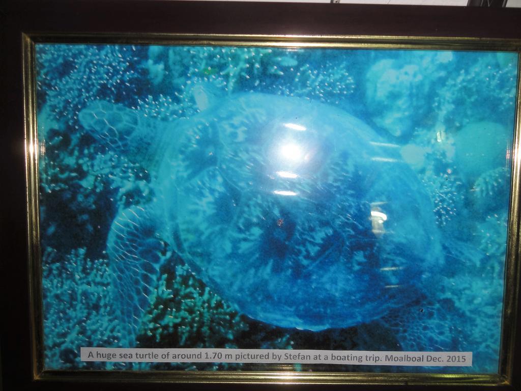 Sea Turtle House Moalboal Hotel Exterior photo